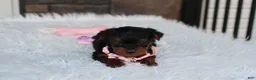 Yorkiepoo dogs for sale: Emmy  - Ad 8