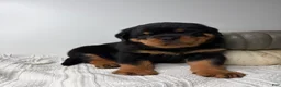 Rottweiler dogs for sale: Jose - Ad 7