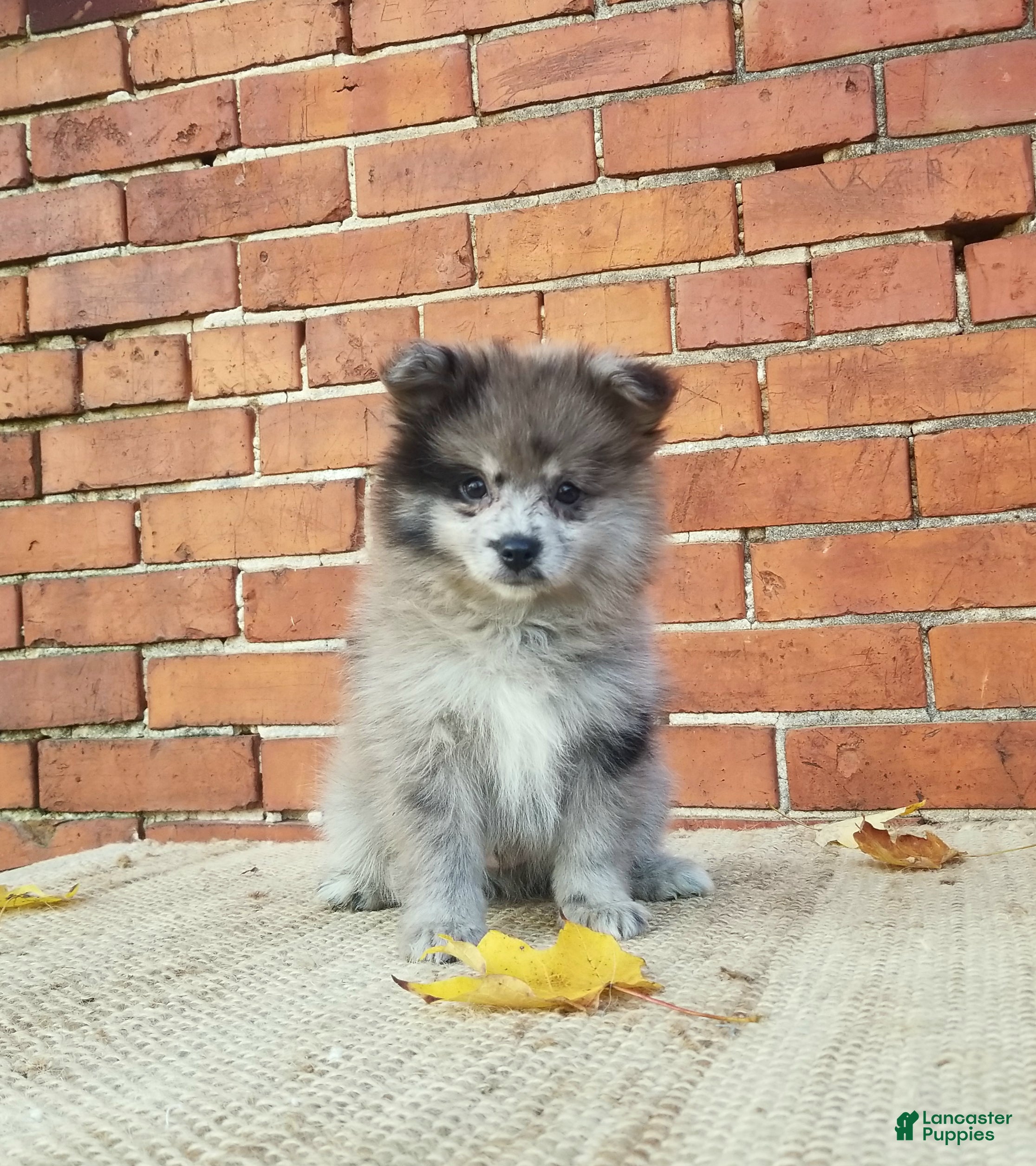 Pomeranian dogs Max - Ad 1
