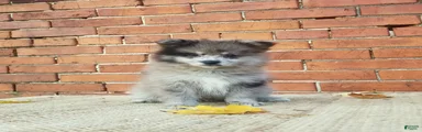 Max