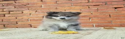 Pomeranian dogs for sale: Max - Ad 1