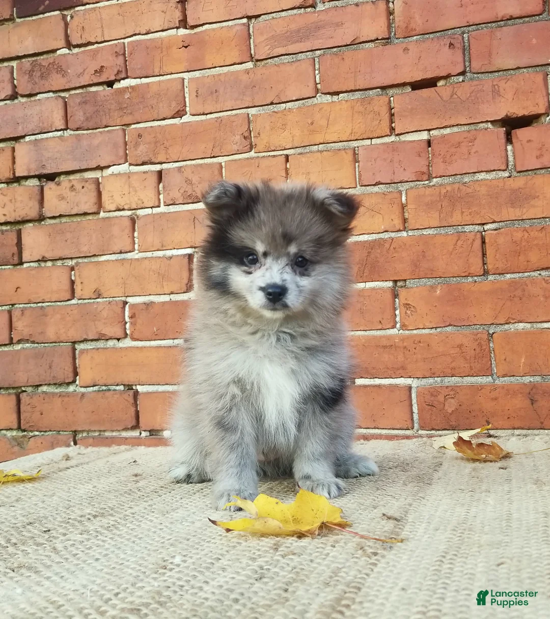 Pomeranian dogs for sale: Max - Ad 1