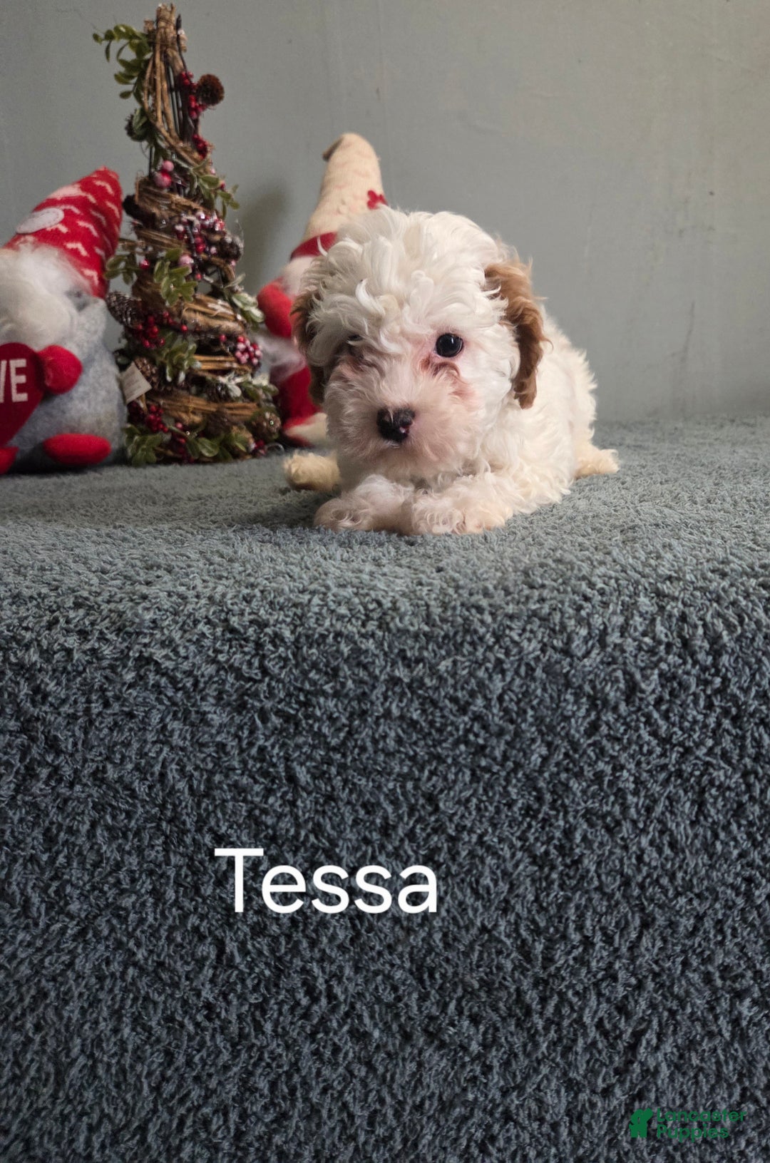 Cavapoo dogs for sale: Tessa - Ad 2