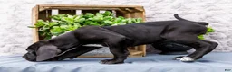 Great Dane dogs for sale: Kate - Ad 5