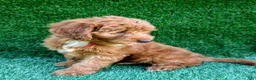 Mini Goldendoodle dogs for sale: Toby - Ad 6