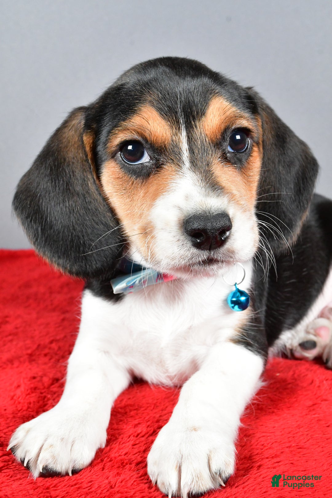 Beagle dogs for sale: Josh - Ad 5