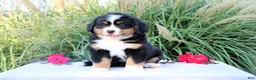 Bernese Mountain Dog dogs for sale: Lexi - Ad 3