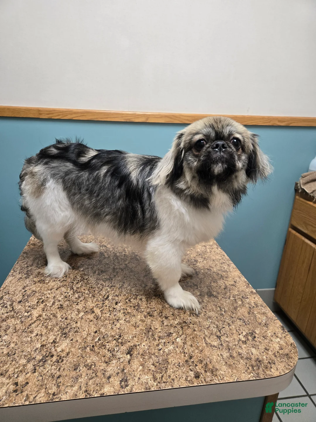 Mixed Breed dogs for sale: Oreo  - Ad 5