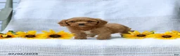 Cavapoo dogs for sale: Kimberly - Ad 4