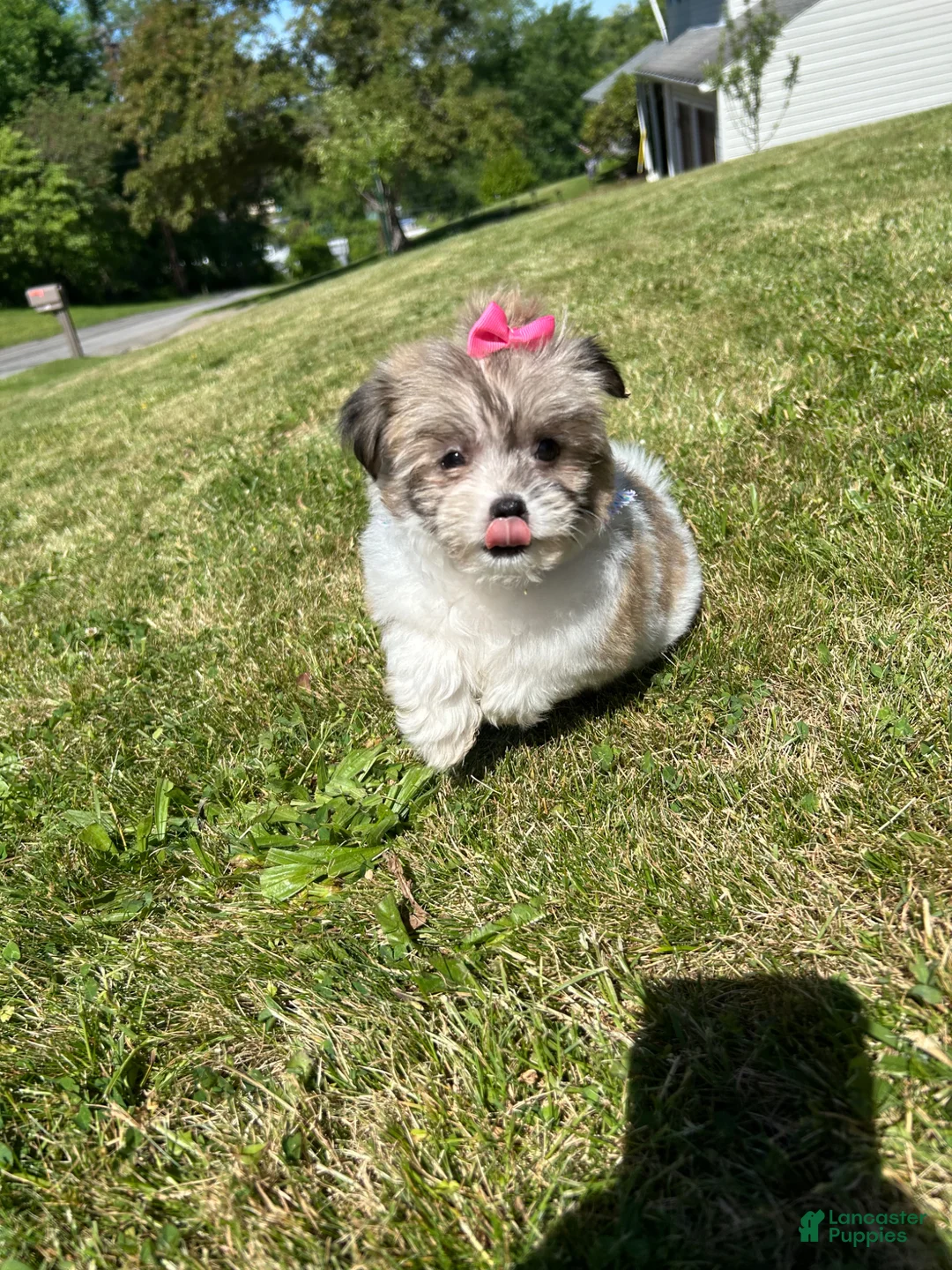 Havanese dogs for sale: Havanese Puppy 1 - Ad 2