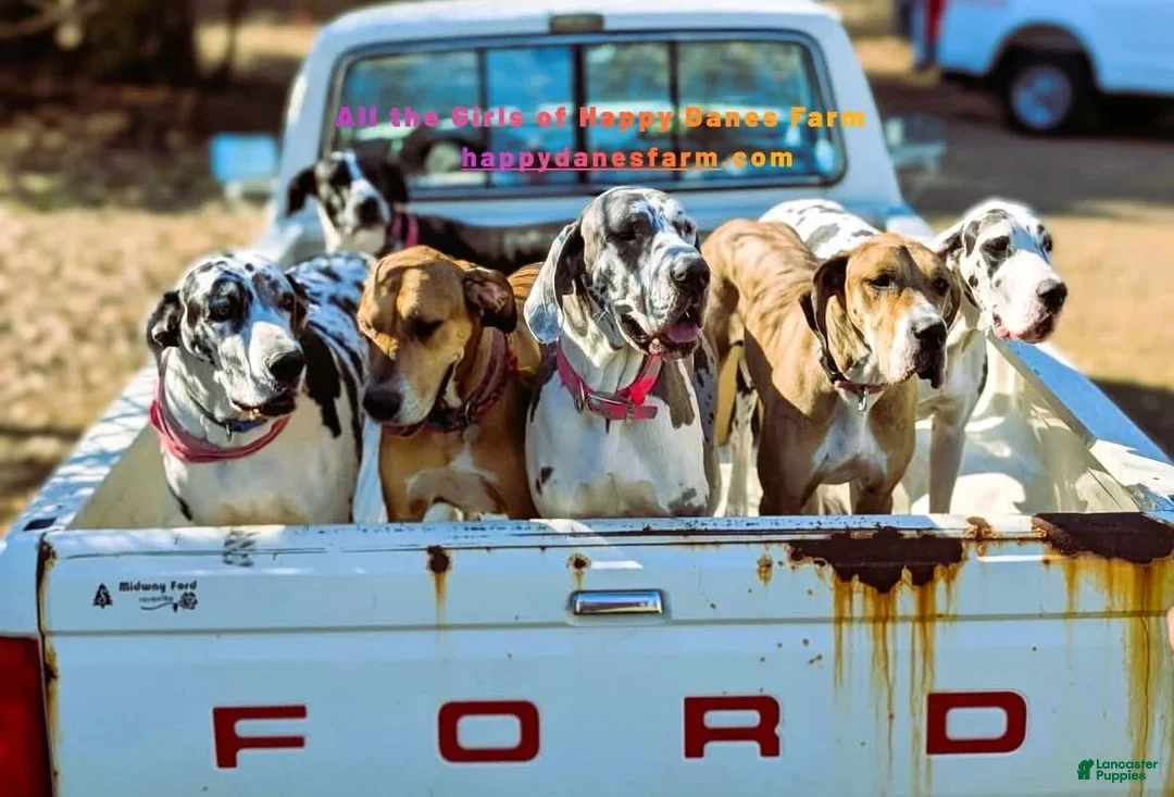 Great Dane dogs for sale: Cocoa - Ad 9