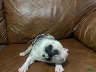 American Pit Bull Terrier dogs - Ad 37