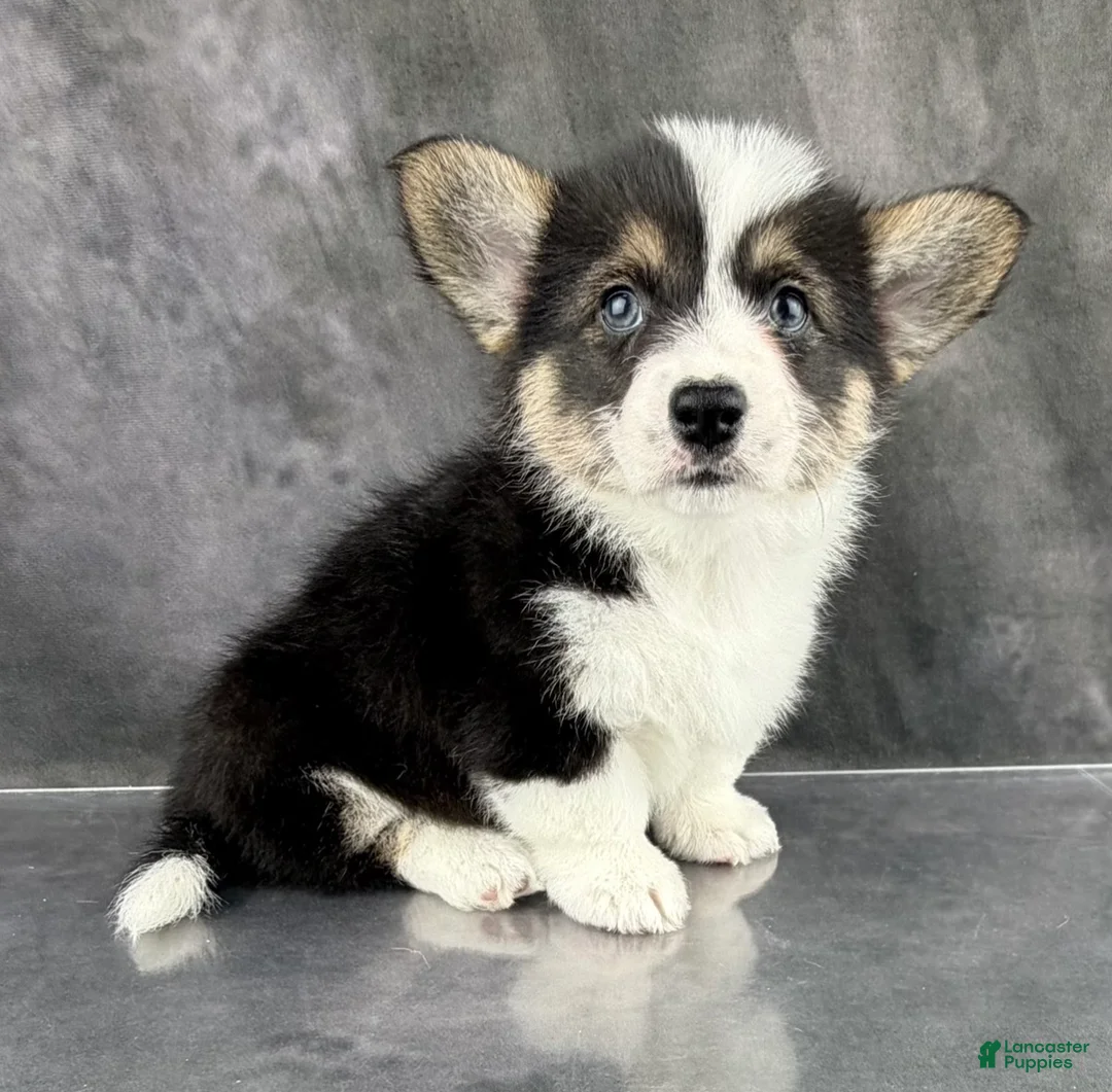 Welsh Corgi Pembroke dogs for sale: Gus Tailed Baby ❤️ - Ad 4