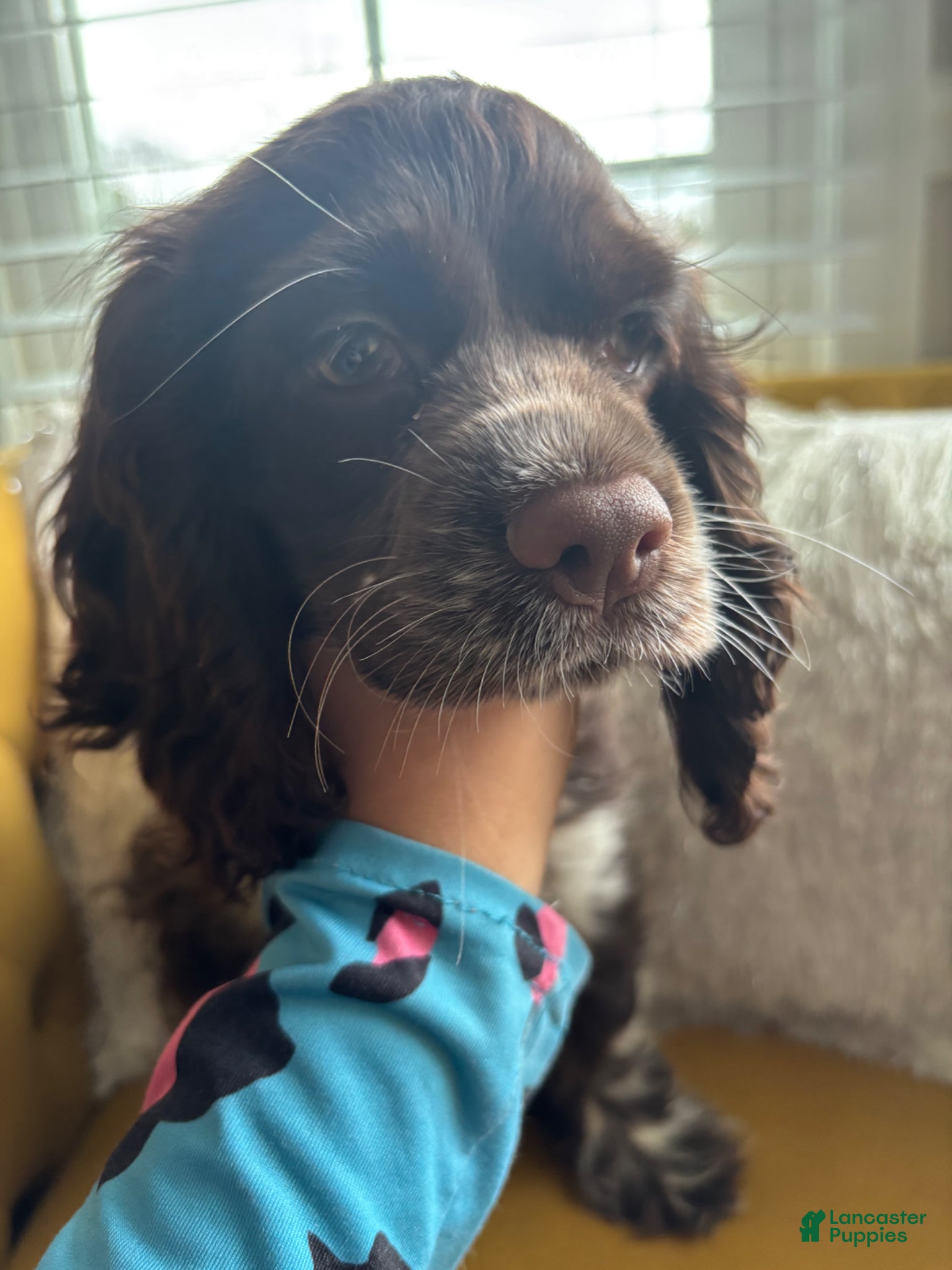 English Cocker Spaniel dogs English Cocker Spaniel Puppy - Coco 🐾 - Ad 1