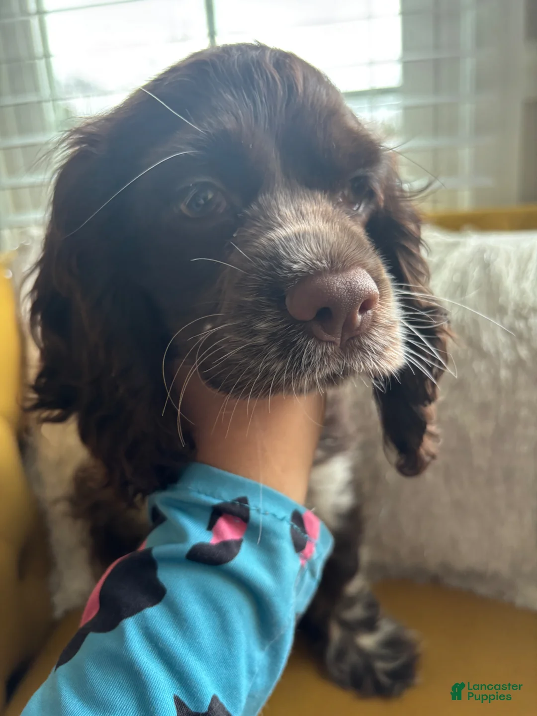 English Cocker Spaniel dogs for sale: English Cocker Spaniel Puppy - Coco 🐾 - Ad 1