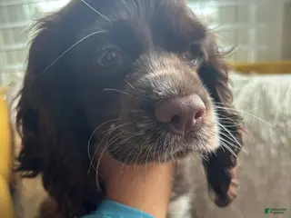 English Cocker Spaniel dogs English Cocker Spaniel Puppy - Coco 🐾 - Ad 1