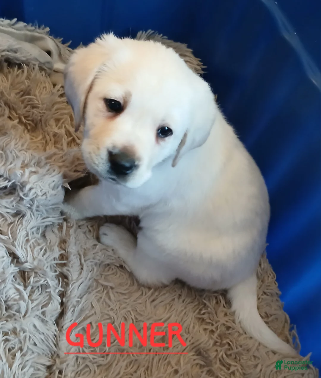 Labrador Retriever dogs for sale: Gunner - Ad 3