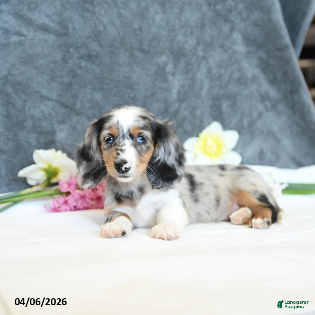 Miniature Dachshund dogs for sale: Ember - Ad 2