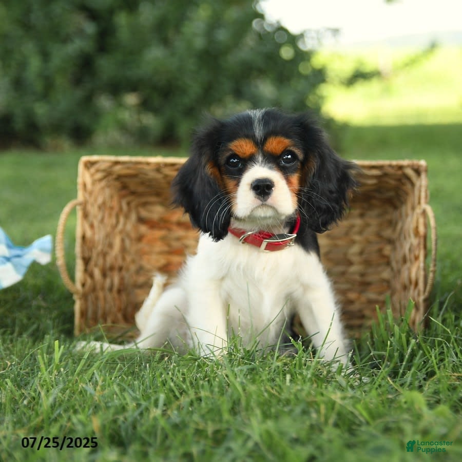 Cockalier Puppies Gumtree King Charles Spaniel Cockalier Puppies