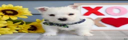 West Highland Terrier dogs for sale: Baxter - Ad 6