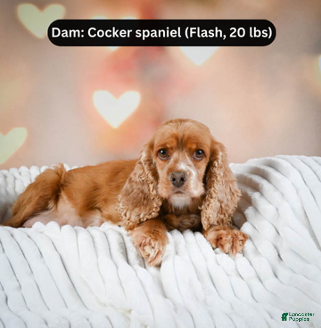 Cockapoo dogs for sale: hunter - Ad 8