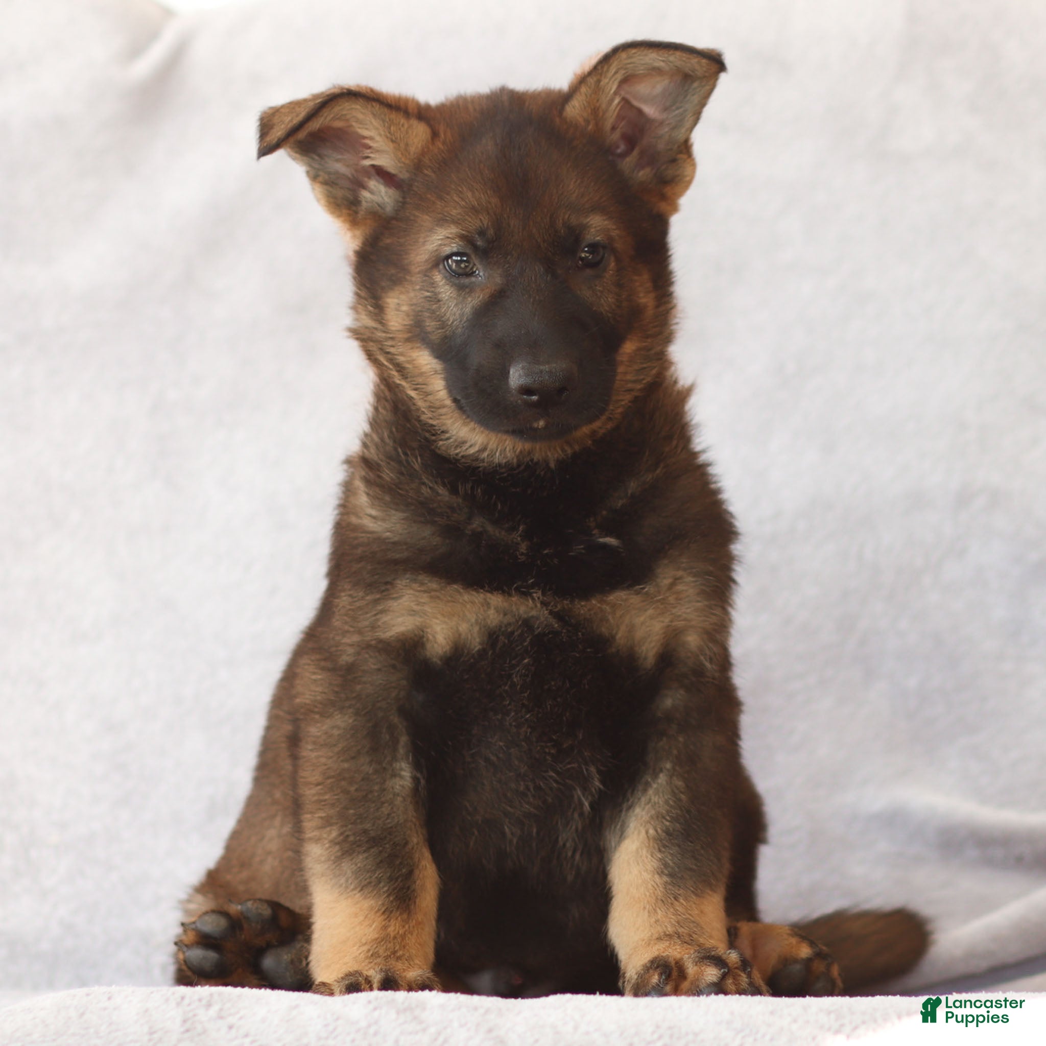 German Shepherd dogs Tanner the German Shepherd Puppy - Ad 2