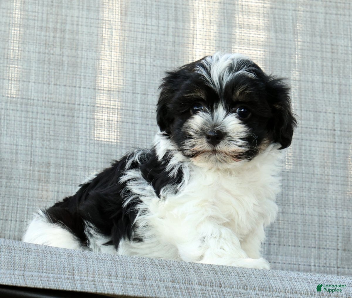 Havanese dogs for sale: Missy - Ad 7