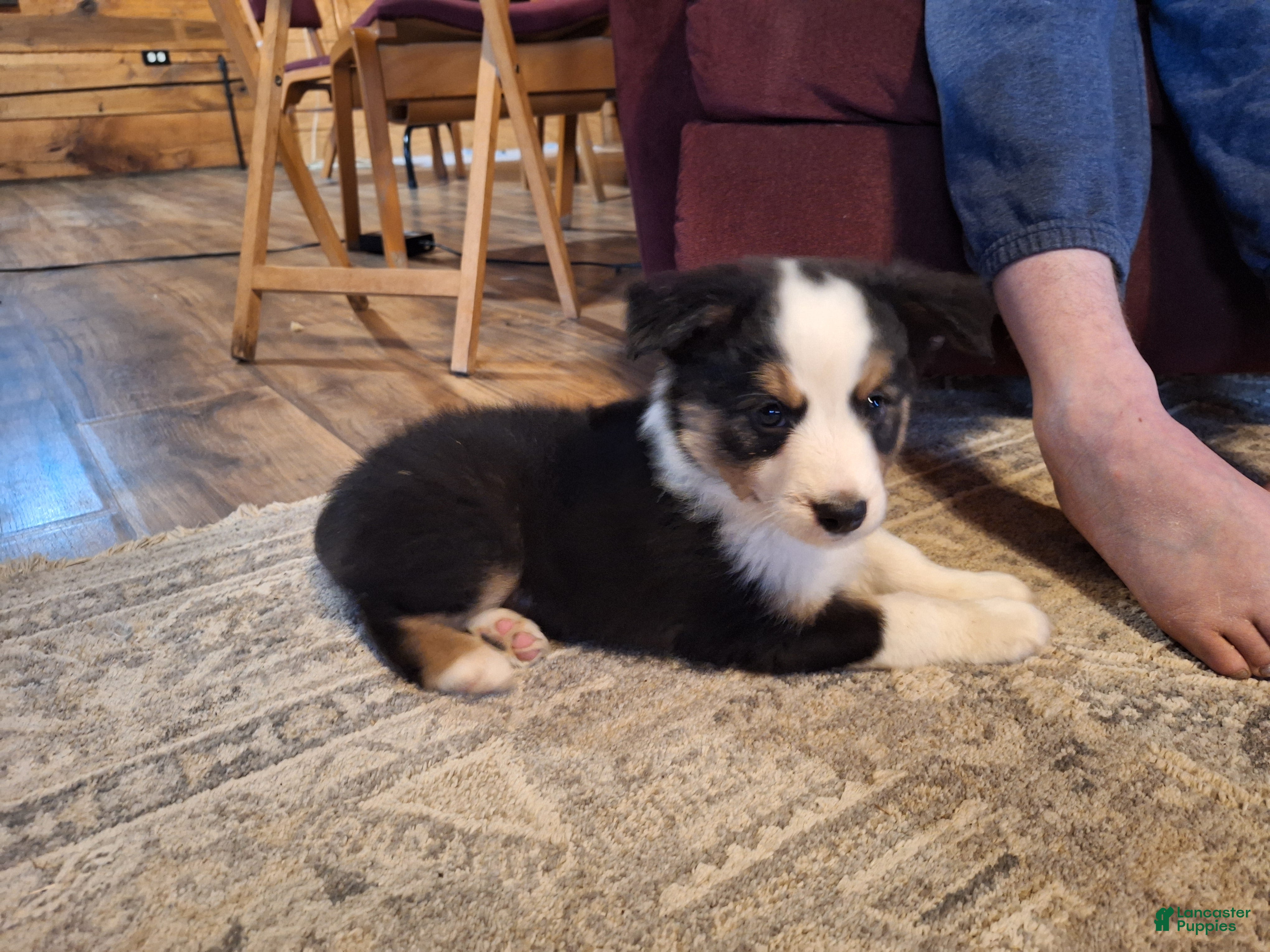 Miniature Australian Shepherd dogs Grizz - Ad 2