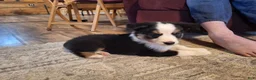 Miniature Australian Shepherd dogs for sale: Grizz - Ad 2