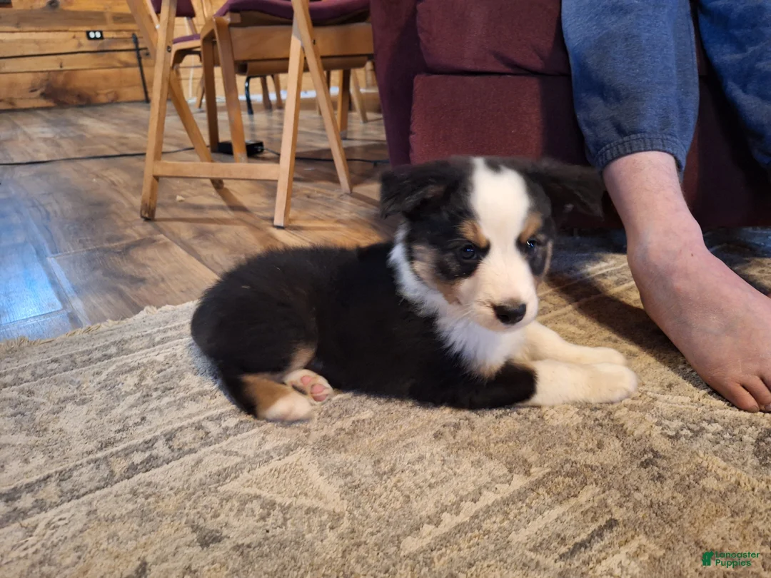 Miniature Australian Shepherd dogs for sale: Grizz - Ad 2