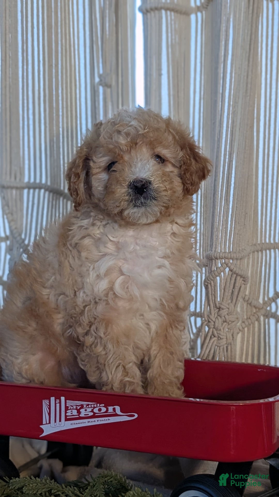 Cavapoo dogs for sale: Asher - Ad 2
