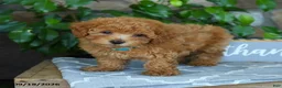 Maltipoo dogs for sale: Caspian - Ad 2
