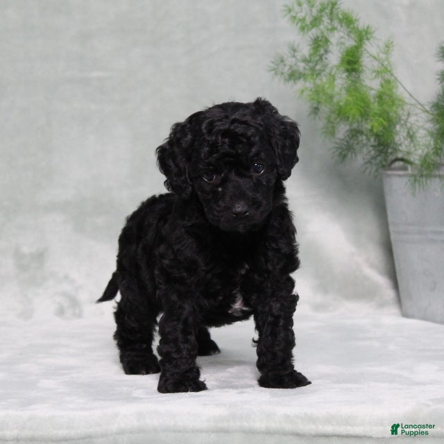 Mini Goldendoodle dogs Amanda - Ad 1
