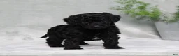 Mini Goldendoodle dogs for sale: Amanda - Ad 1