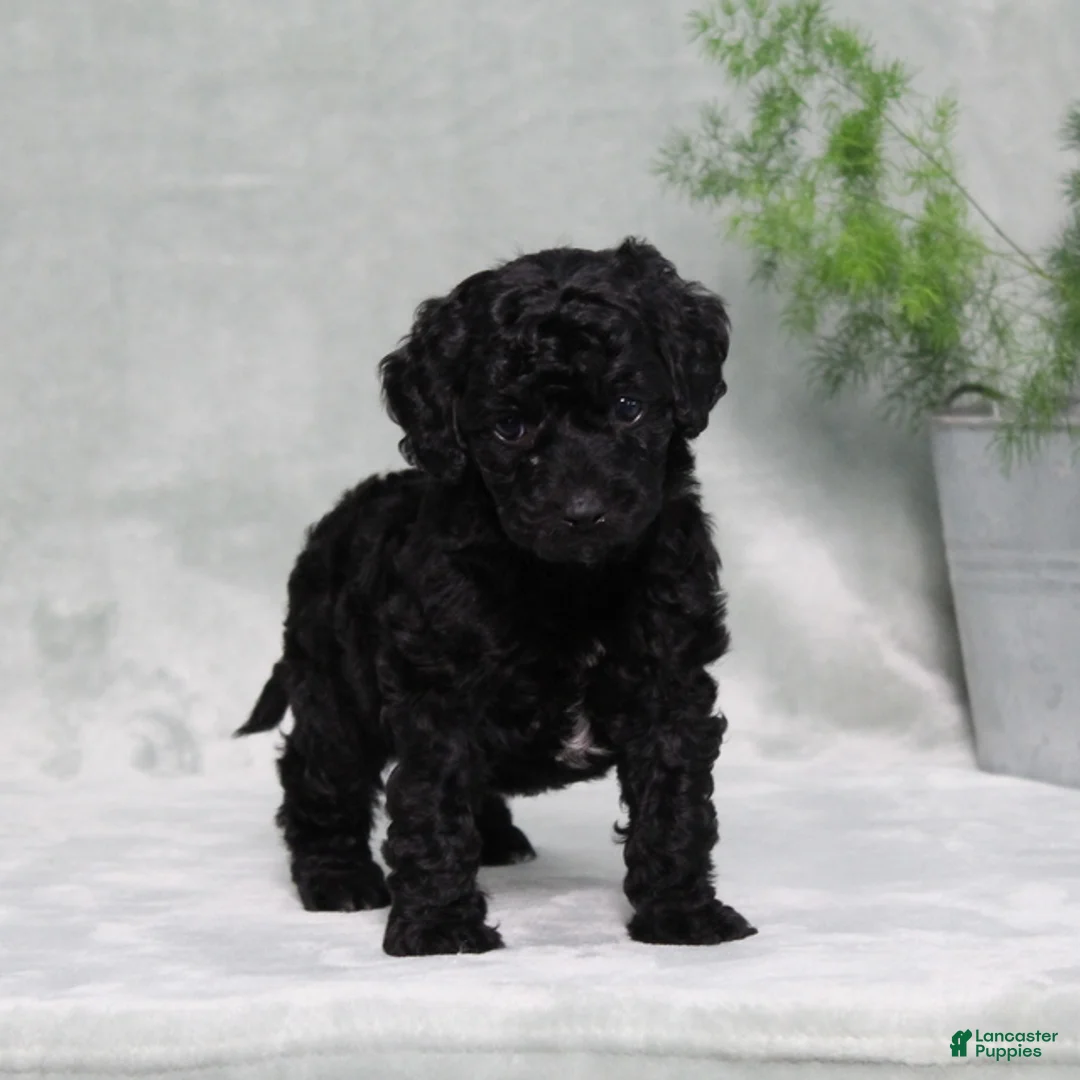 Mini Goldendoodle dogs for sale: Amanda - Ad 1