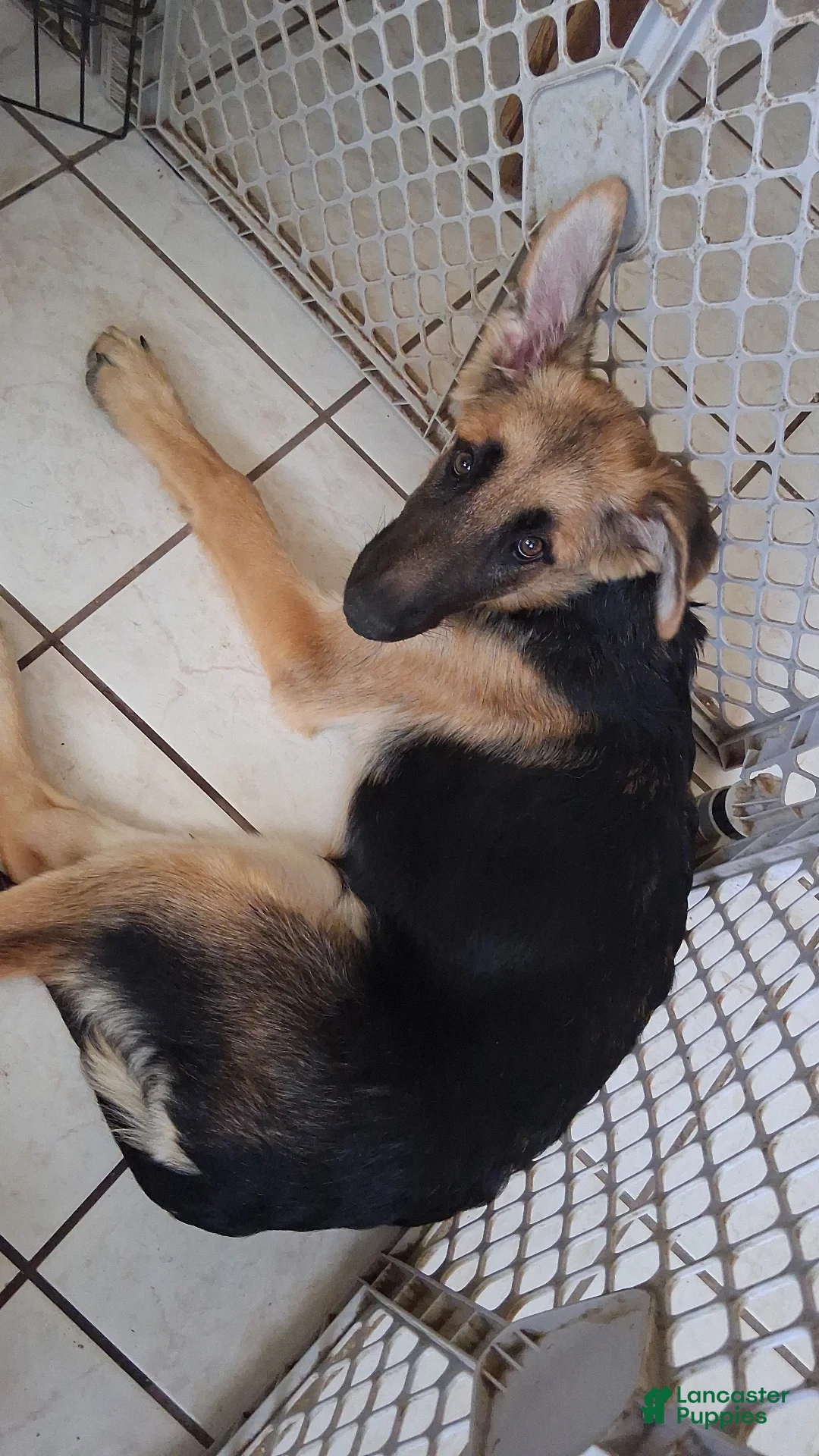 German Shepherd dogs for sale: German Shepherd Puppy 1 - Ad 1