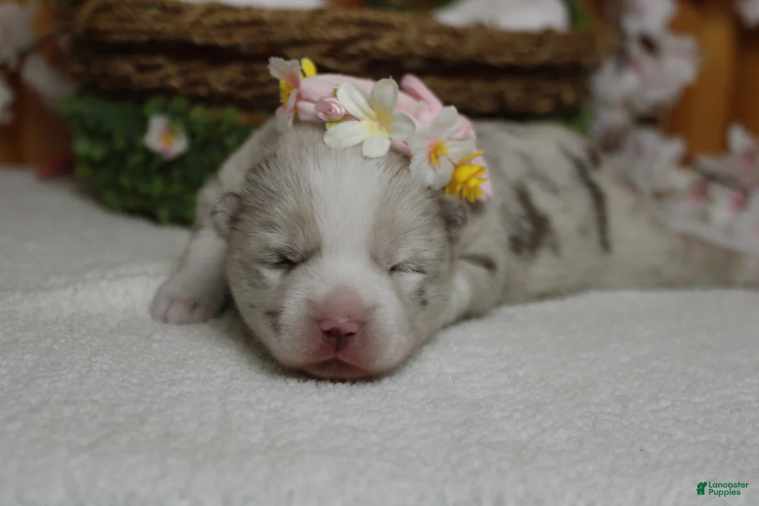 Pomsky dogs for sale: Muffy  - Ad 12