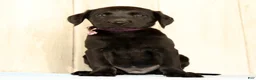 Labrador Retriever dogs for sale: Bravely - Ad 3