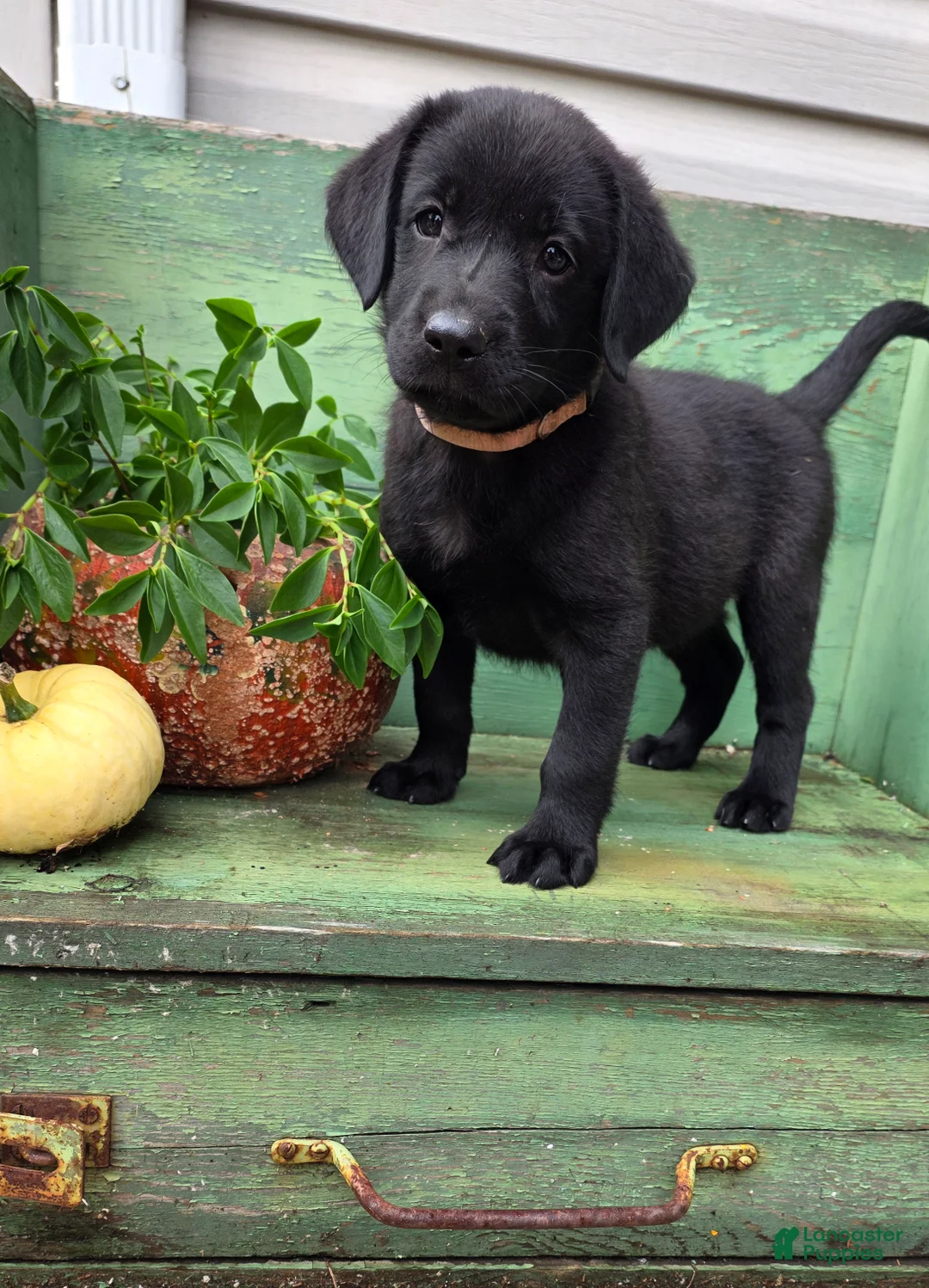 Labrador Retriever dogs for sale: Lucy - Ad 1