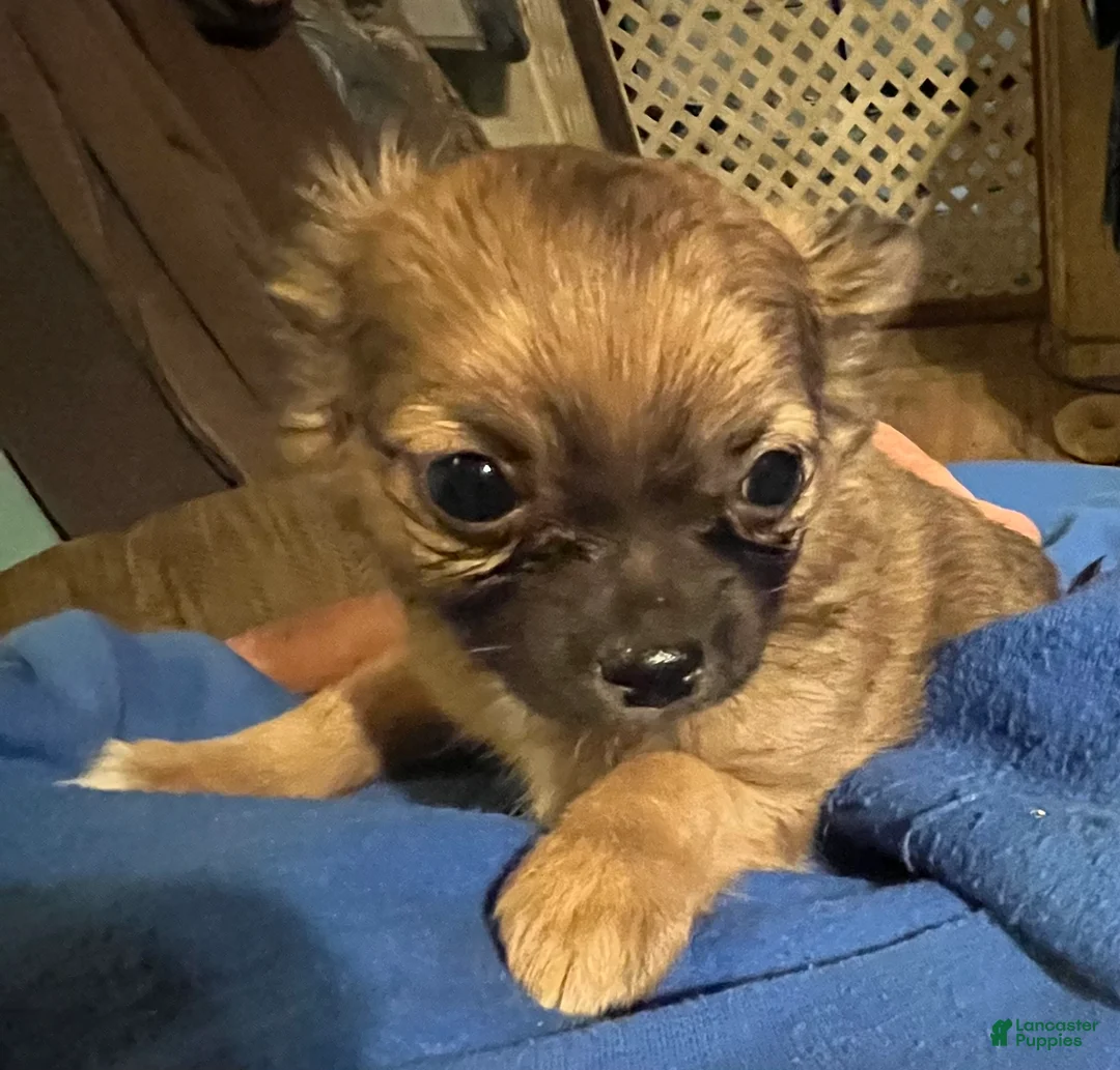 Chihuahua dogs for sale: Simba - Ad 2