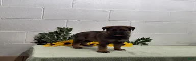 Scoopy