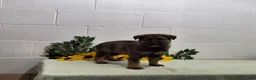 German Shepherd dogs for sale: Scoopy - Ad 1