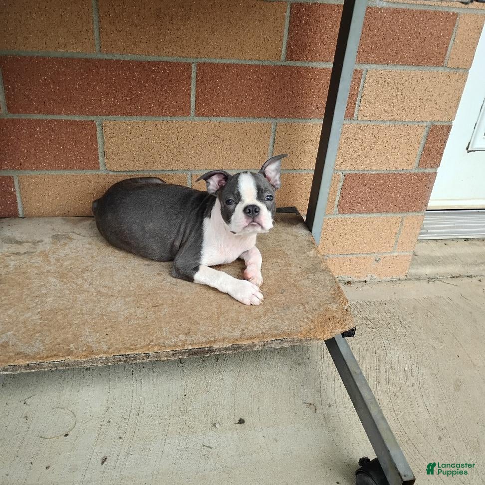 Boston Terrier dogs Ritzy - Ad 2