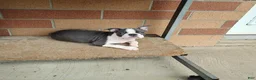 Boston Terrier dogs for sale: Ritzy - Ad 2