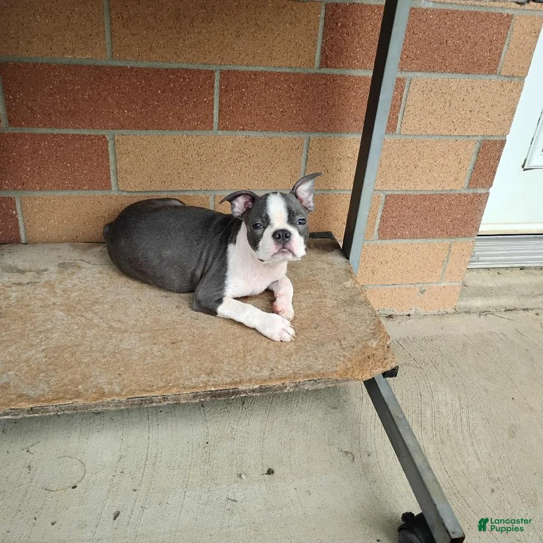Boston Terrier dogs for sale: Ritzy - Ad 2