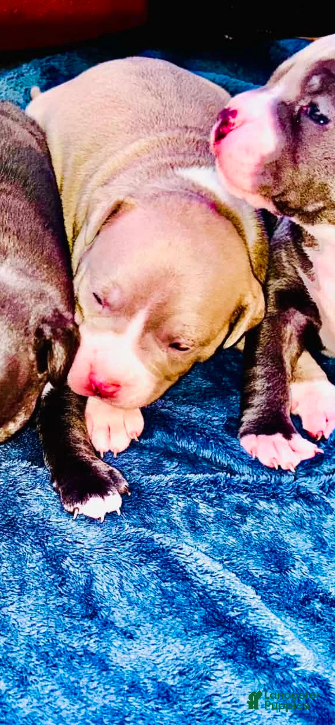 American Bully dogs for sale: American Bully 2 - Ad 1