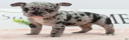 Mixed Breed dogs for sale: Ruby merle - Ad 16