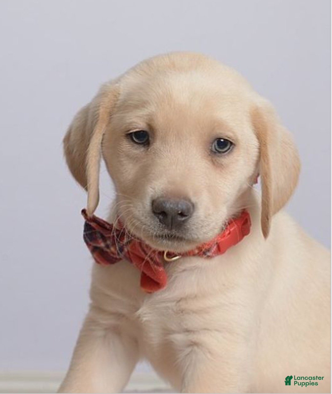 Labrador Retriever dogs for sale: Labrador Retriever Puppy 3 Lil Angel - Ad 3