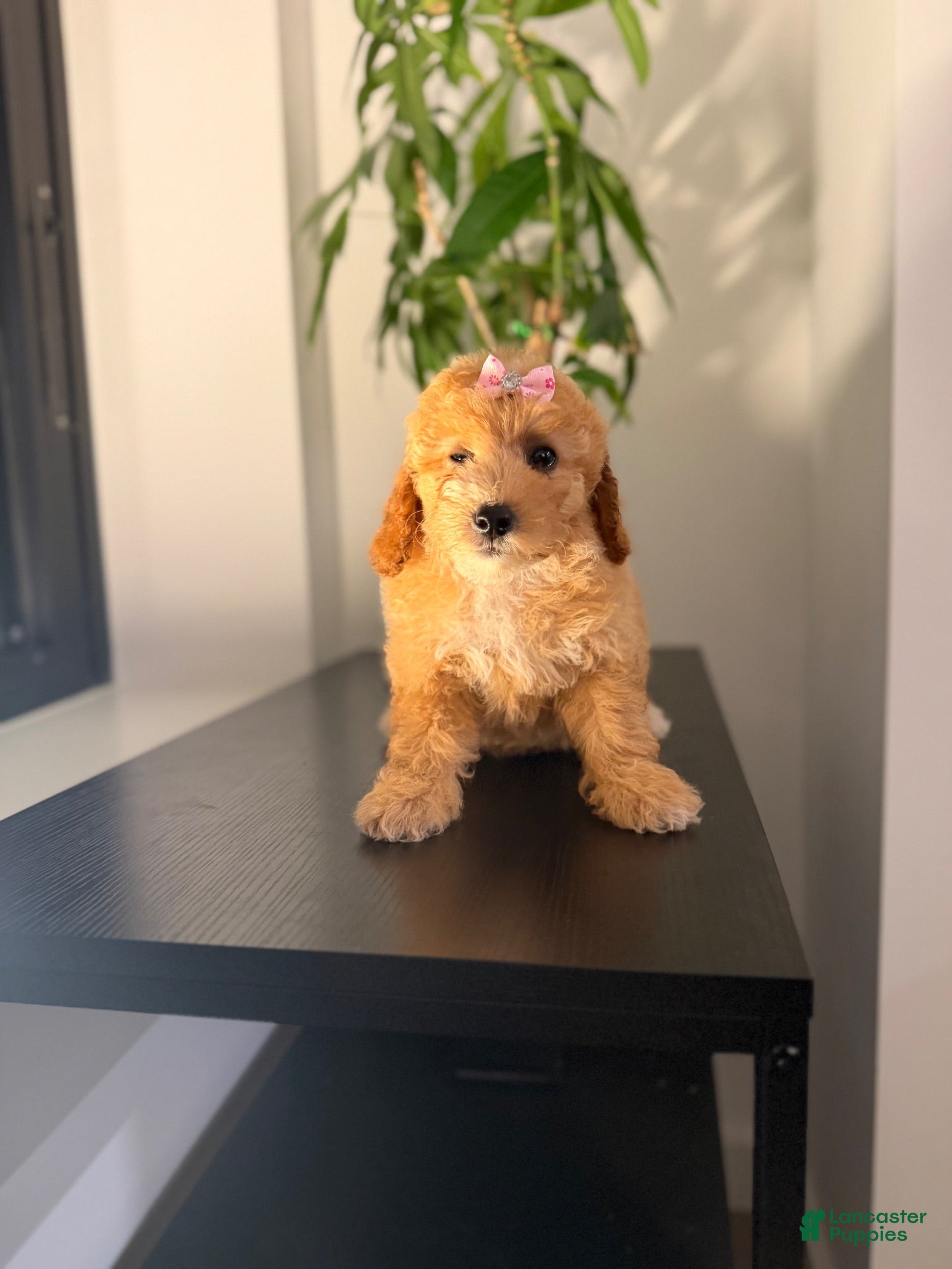 Toy Poodle dogs Tori - Ad 1