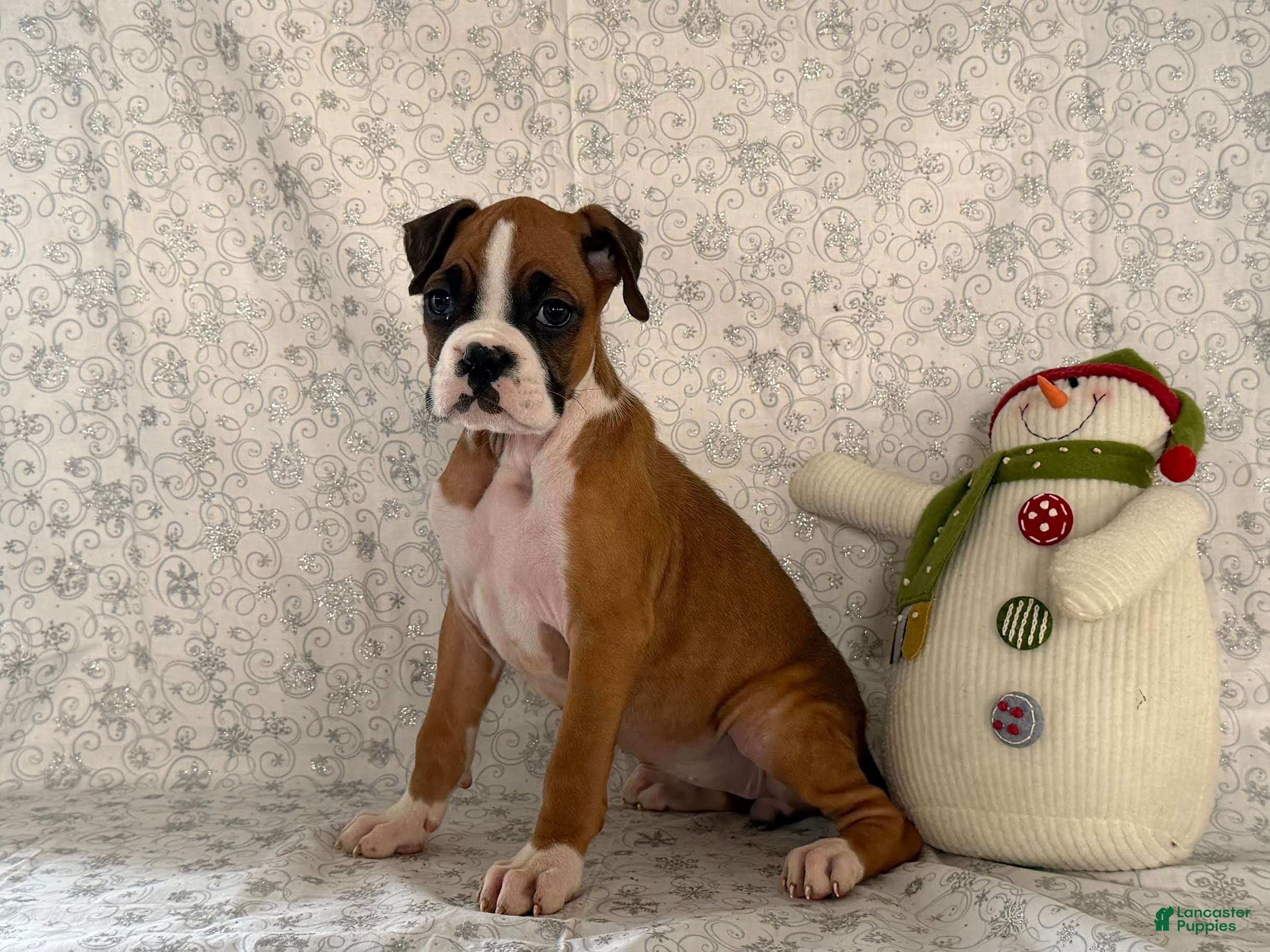 Boxer dogs Shelby - Ad 23